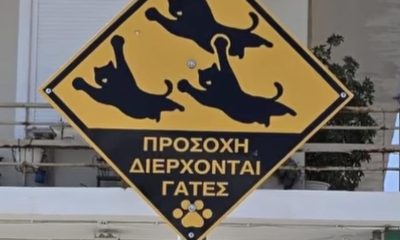Πινακίδες στη Σαλαμίνα για τα αδέσποτα γατιά