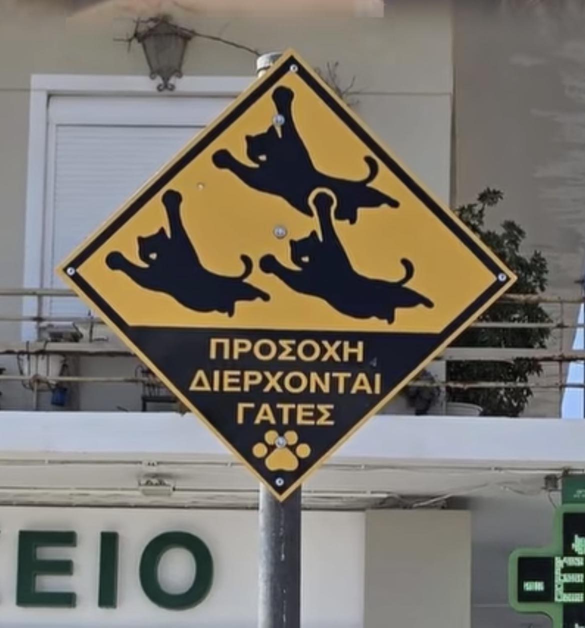 Πινακίδες στη Σαλαμίνα για τα αδέσποτα γατιά